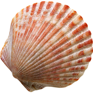 Seashell PNG-37144